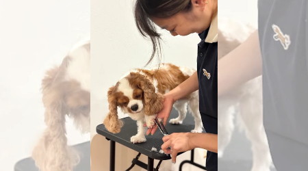 訪問トリミングもこぐるみんのサブ写真１